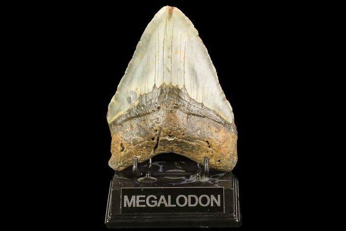 Bargain, Fossil Megalodon Tooth - North Carolina #124332